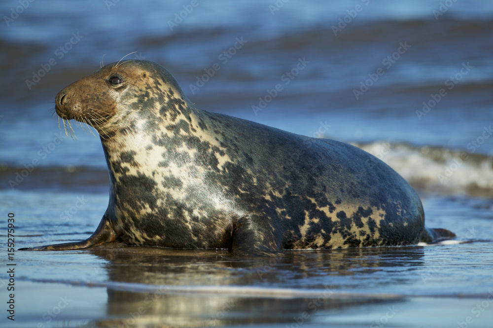 Obraz premium Grey Seal in the shore break (Halichoerus grypus) at Donna Nook UK
