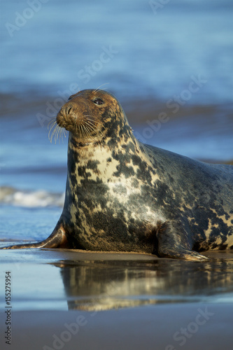 Grey Seal in the shore break (Halichoerus grypus) at Donna Nook UK