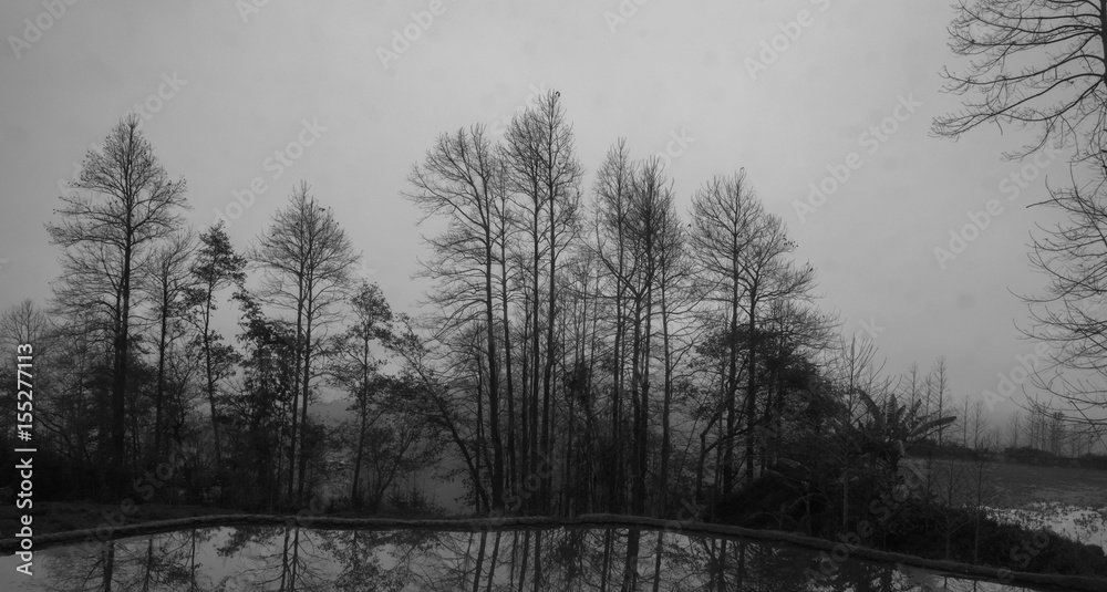 black and white tree in fog
