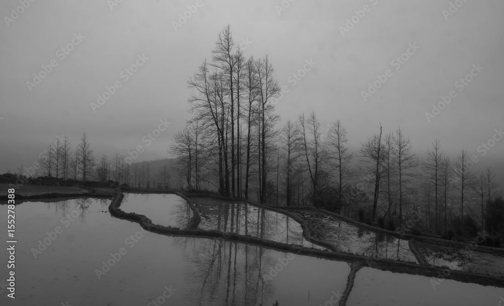 Fototapeta premium black and white tree in fog