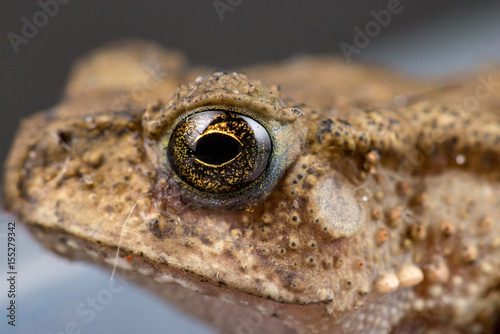 Extreme view of Small brown Asian common Toad (Anura: Bufonidae: Duttaphrynus melanostictus) with bumpy skin