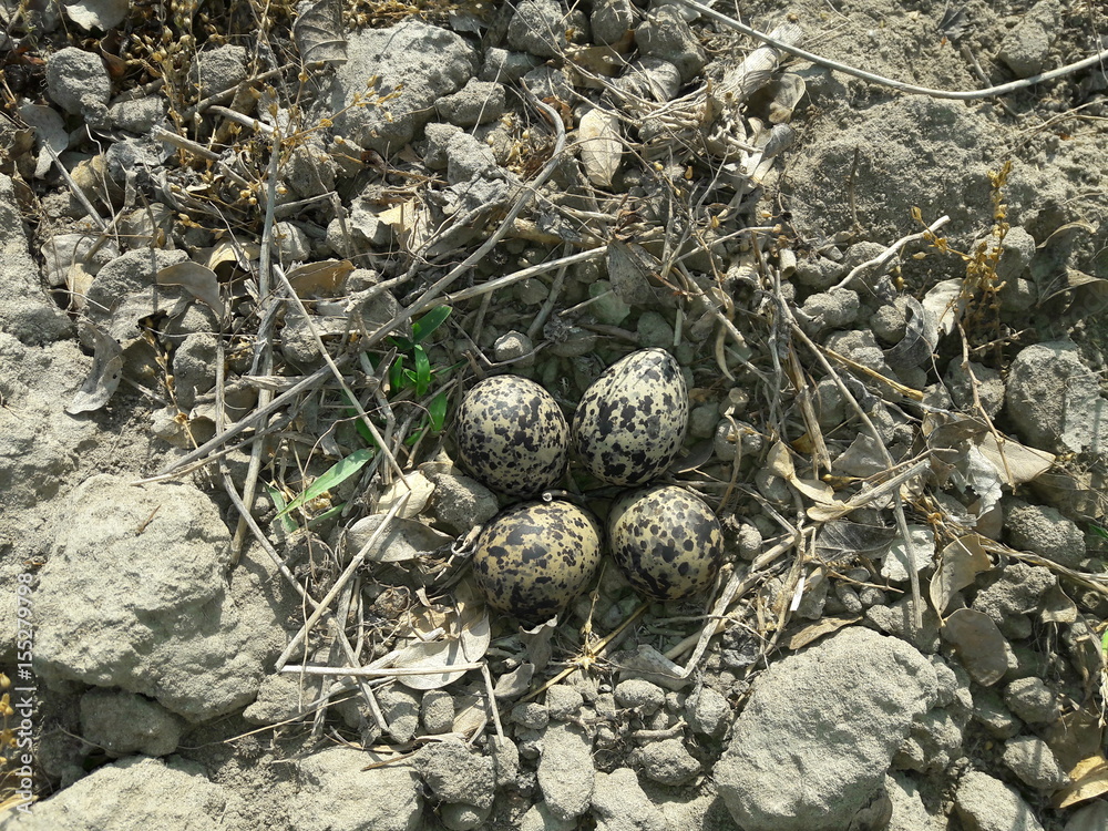 Eggs of Red Wattled lapwing In Field Eggs of Red Wattled lapwing In Field