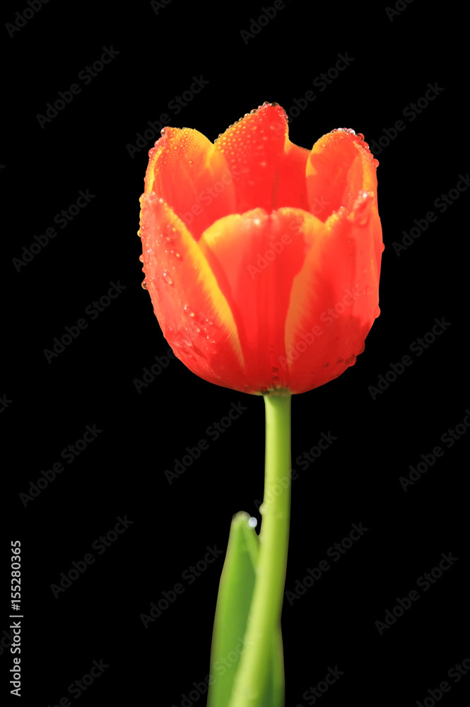 Naklejka premium tulips isolated on black background