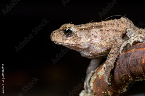 Small brown Asian common Toad  Anura  Bufonidae  Duttaphrynus melanostictus  with bumpy skin  sit down and stay still on a rusty steel rod during the night isolated with black dark background