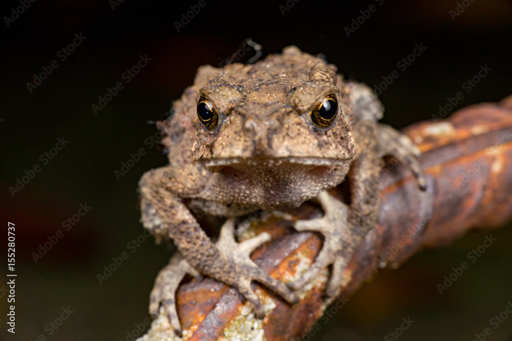 Small brown Asian common Toad (Anura: Bufonidae: Duttaphrynus melanostictus) with bumpy skin, sit down and stay still on a rusty steel rod during the night isolated with black dark background Small brown Asian common Toad (Anura: Bufonidae: Duttaphrynus melanostictus) with bumpy skin, sit down and stay still on a rusty steel rod during the night isolated with black dark background