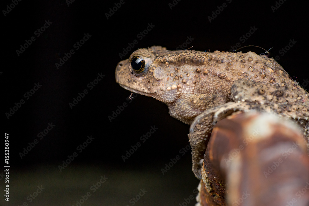 Obraz premium Small brown Asian common Toad (Anura: Bufonidae: Duttaphrynus melanostictus) with bumpy skin, sit down and stay still on a rusty steel rod during the night isolated with black dark background