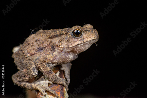 Small brown Asian common Toad (Anura: Bufonidae: Duttaphrynus melanostictus) with bumpy skin, sit down and stay still on a rusty steel rod during the night isolated with black dark background