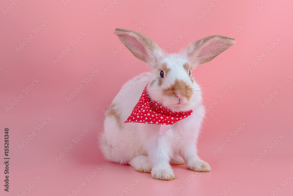 Fototapeta premium Cute short hair rabbit sitting on pink background