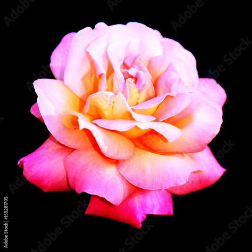 pink flower blooming isolated