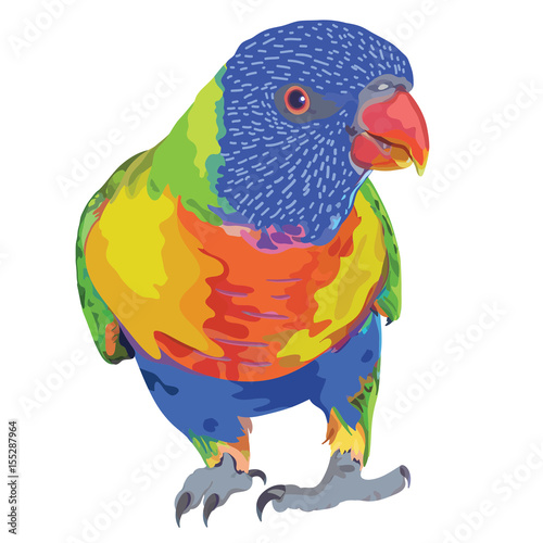 Foto Rainbow Lorikeet Realistic Vector Illustration