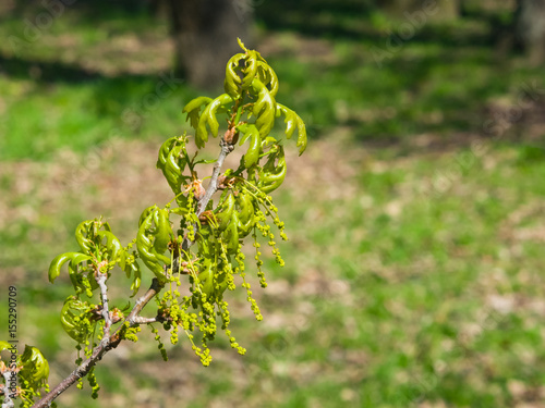 Blossom of English Oak Tree or Quercus robur with male flowers close-up, selective focus, shallow DOF