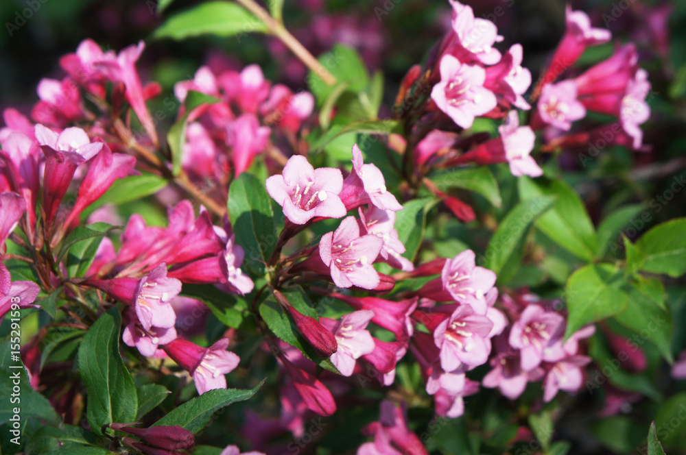 Weigela florida many flowers close up with green