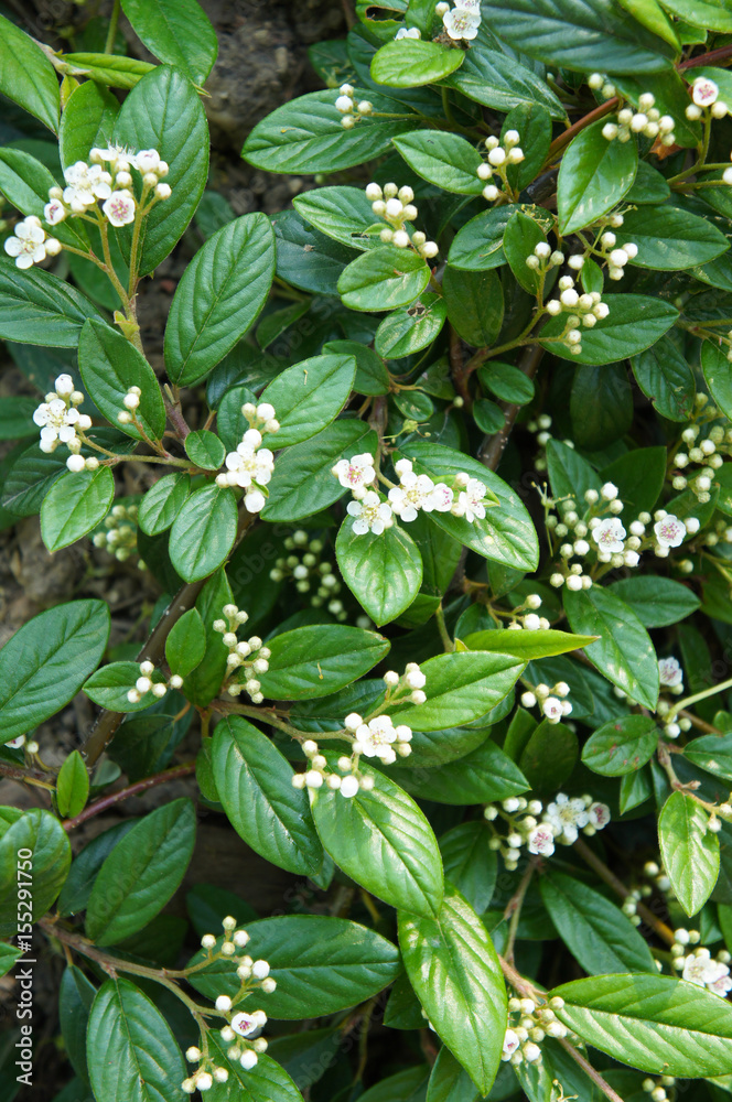 Cotoneaster salicifolius scarlet leader flowers with green foliage Cotoneaster salicifolius scarlet leader flowers with green foliage