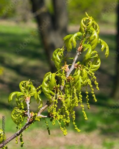 Blossom of English Oak Tree or Quercus robur with male flowers close-up, selective focus, shallow DOF photo