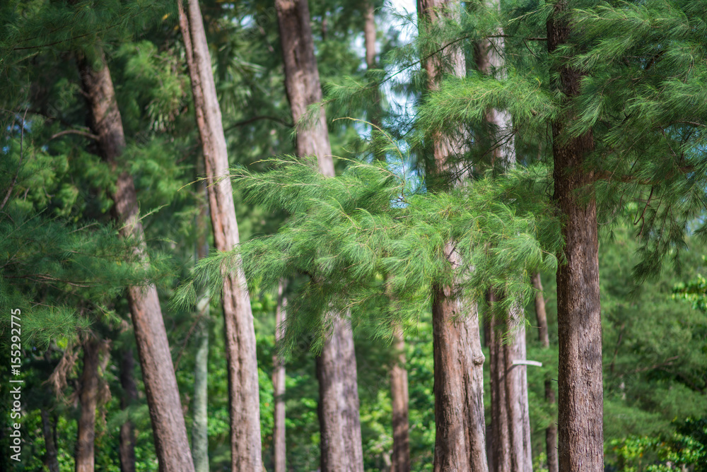 Obraz premium Pine
