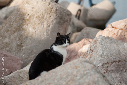 black and white cat sitting among the rocks on the pier