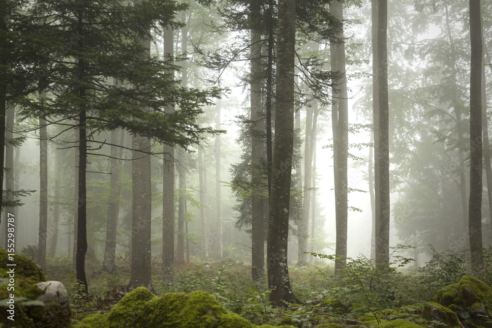 Fototapeta Piękny, tajemniczy las we mgle