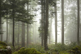 Lovely foggy forest tree landscape.