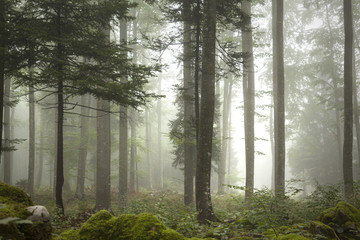 Stickers Bos Mistig bos met slanke bomen in nevel  © robsonphoto