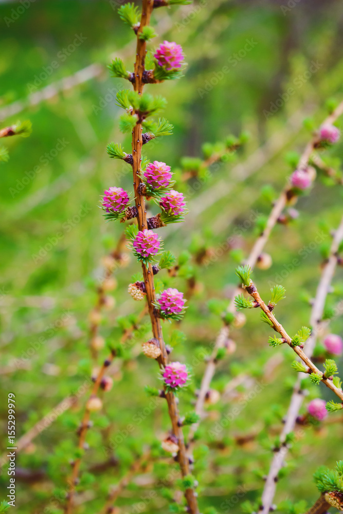 Pink flowers on wood of larch in early spring Pink flowers on wood of larch in early spring