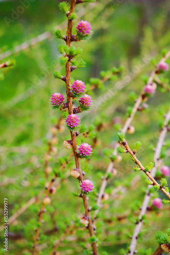 Pink flowers on wood of larch in early spring