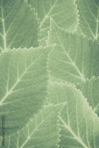 Vintage tone of Green leaves texture and background