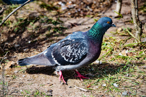Bird street rock dove on the background of the first grass in the spring