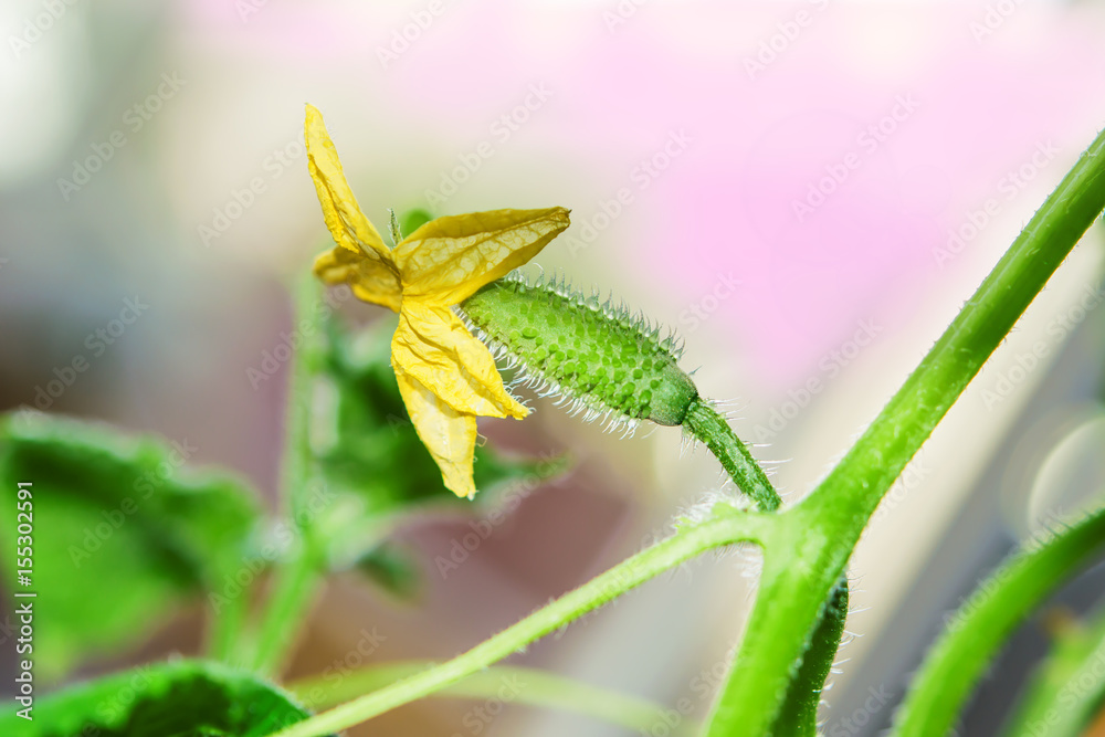 Small cucumber with yellow flower closeup Small cucumber with yellow flower closeup