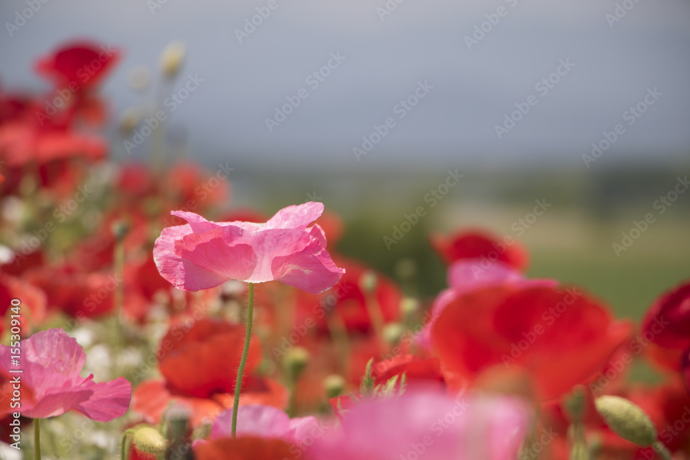 Fototapeta premium Beautiful poppies in May