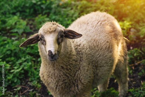 Sheep, domestic farm animal