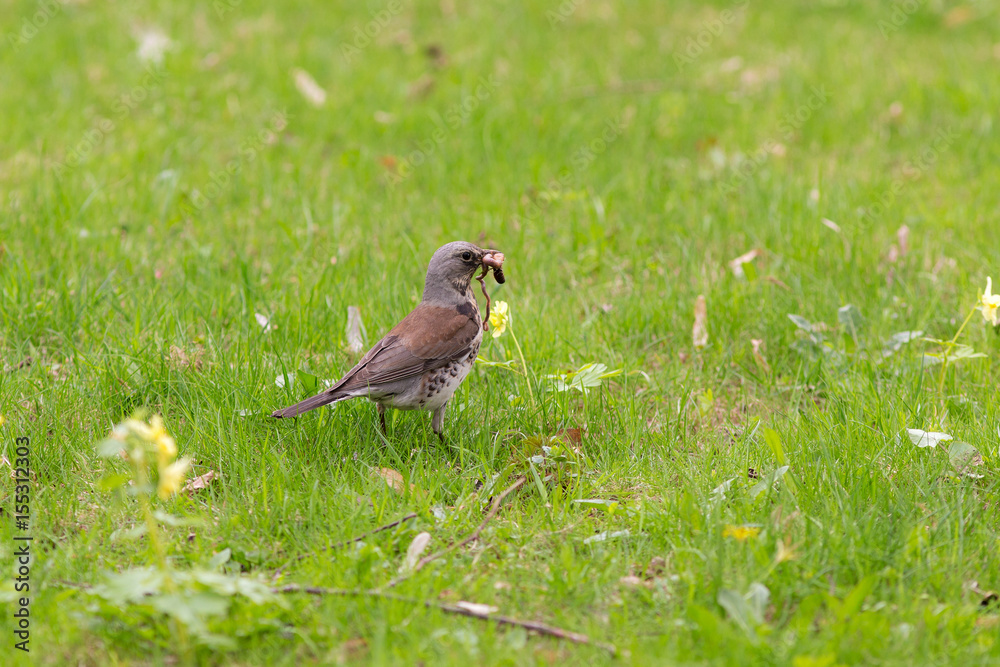 Fototapeta premium fieldfare with a worm