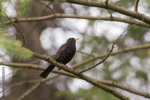 blackbird sitting on a tree