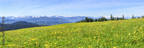 blühende Almwiese in den Alpen