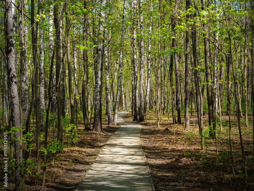 path in the spring forest, a spring sunny day. path in the spring forest, a spring sunny day.