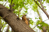 squirrel in the Park