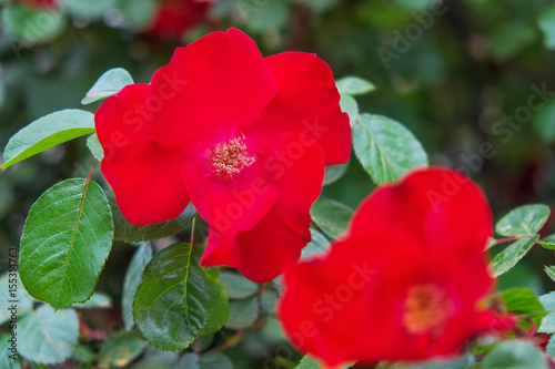 Close-up of a red dog-rose in the garden