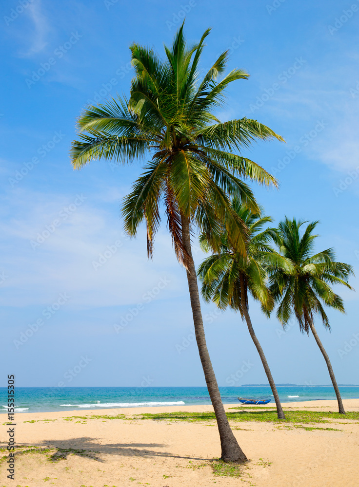 Coconut tree on the sky background Coconut tree on the sky background