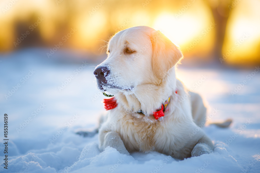 Golden retriever puppy