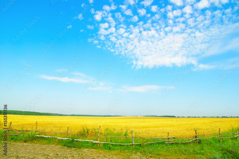Obraz premium A field of golden wheat and blue sky
