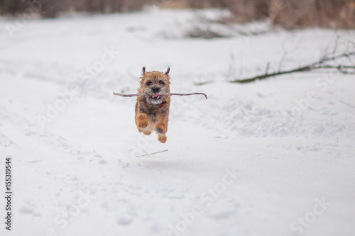 Obraz na plátně Border terrier