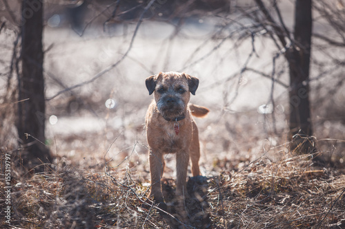 Border terrier © Даша Швецова
