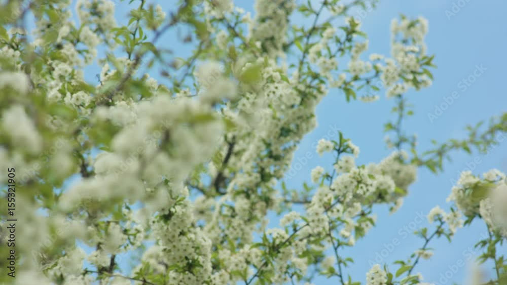 Tree branches in blossom against a blue sky background. Close-up shot. Soft focus Tree branches in blossom against a blue sky background. Close-up shot. Soft focus