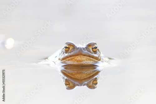 Little frog in the water