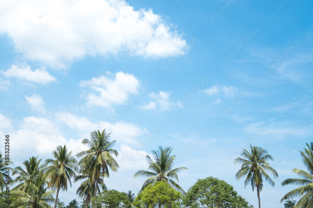 Coconut Trees with blue sky on summer in thailand.