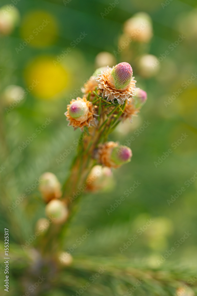 Young sprouts on a branch of a coniferous tree. Selective focus. Young sprouts on a branch of a coniferous tree. Selective focus.