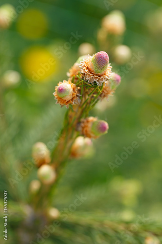 Young sprouts on a branch of a coniferous tree. Selective focus.