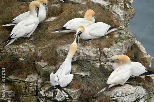 Gannets in breeding colony on chalk coastal cliffs in eastern UK. photo