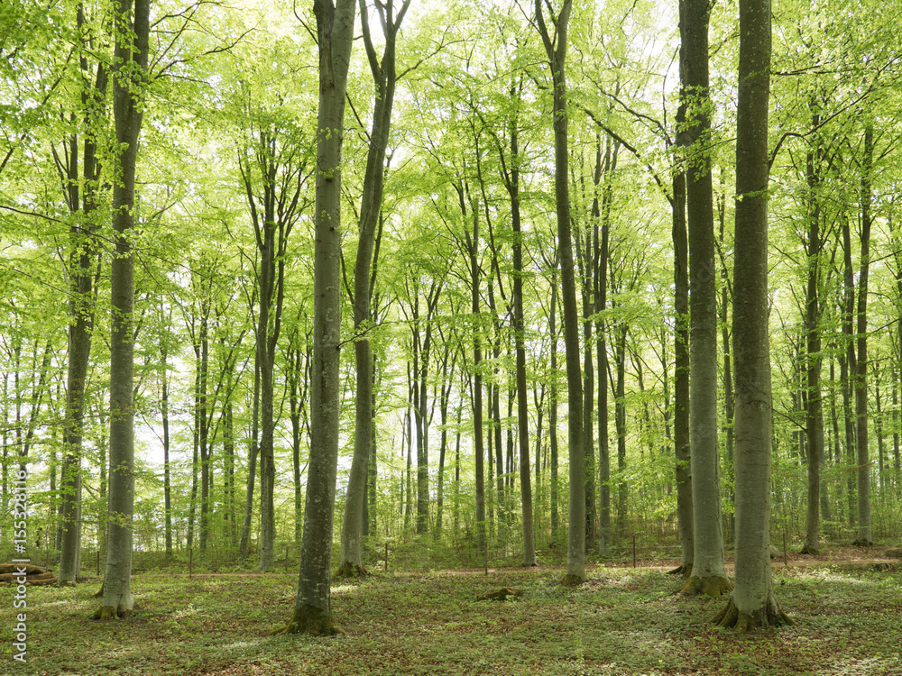 Beech wood landscape in spring