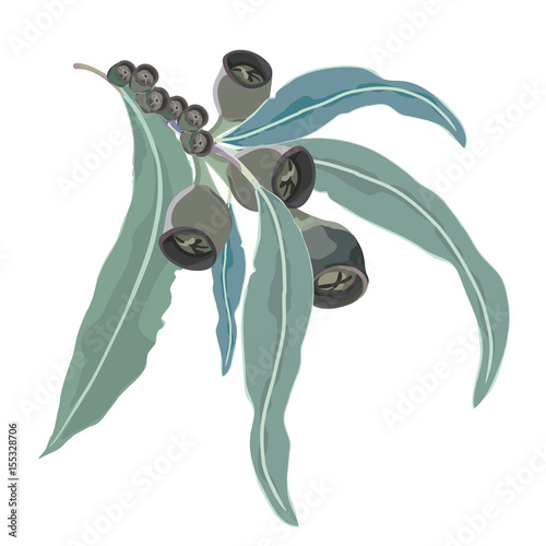 Eucalyptus leaves and seeds Vector photo