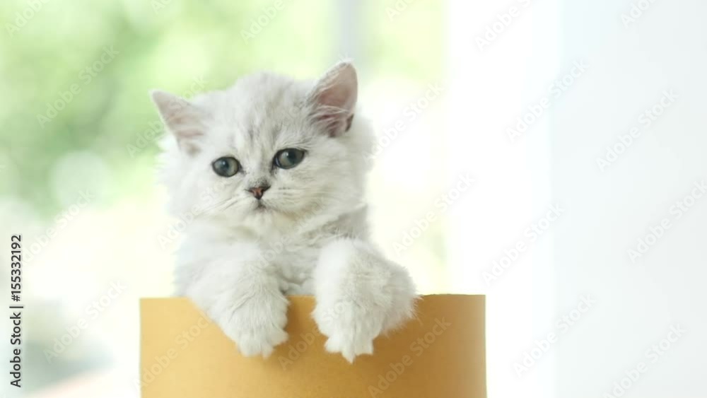 Cute kitten palying in a cylinder box,slow motion